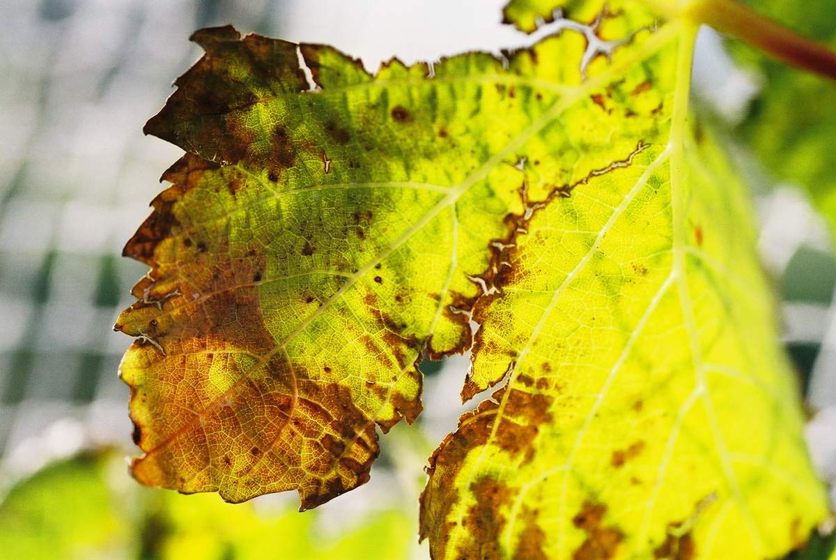 Dunnolly vineyard leaf